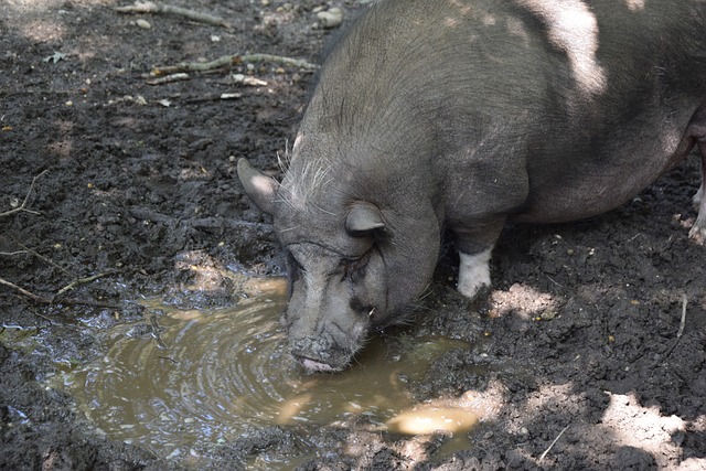 支頂級球隊 支頂級球隊